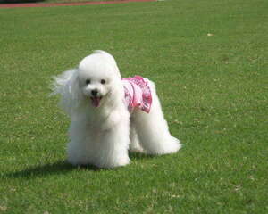 贵宾犬乱叫该怎么办