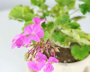 天竺葵矮牵牛…掐1下，1个月胖成球！