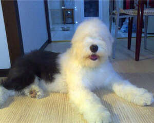 英国古代牧羊犬的性格特点