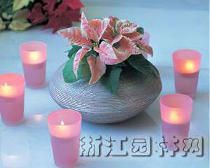 圣诞红的插花习作（图）