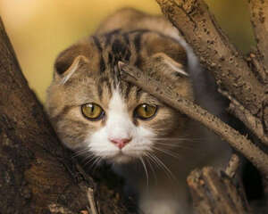 猫咪养护问题之猫咪不使用猫抓板