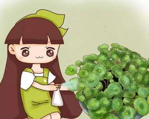 最怕冷的花，一降温就黄叶子，再不管全死光！