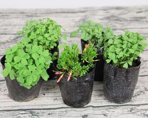 酢浆草的花语和寓意，有什么传说故事