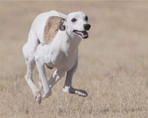 惠比特犬的性格特点