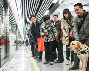 偶遇导盲犬哪些事不要做