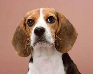 美国猎狐犬能长多大