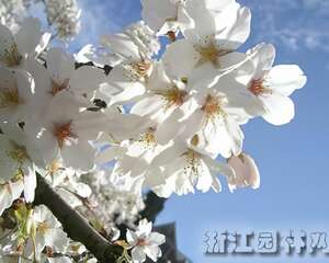 樱花栽培要注意什么