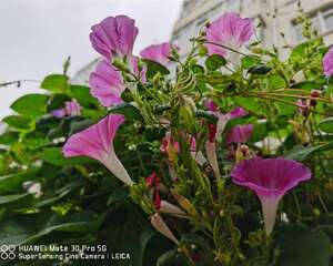 牵牛花的花语，牵牛花是什么颜色