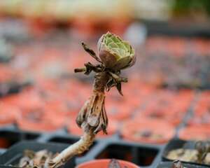 快死的多肉吊起来养，一不小心长成瀑布，阳台都开爆了！