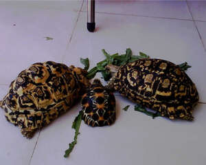 豹龟吃什么主食比较好？