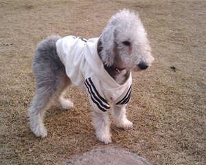 贝灵顿梗的养护知识