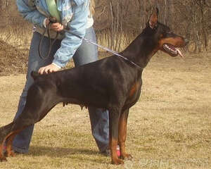 如何正确地为狗狗补钙