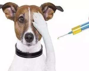 幼犬什么时候打疫苗？幼犬打疫苗的重要性