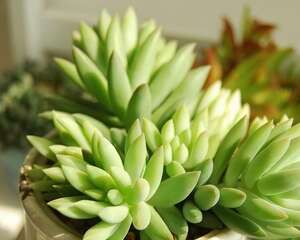 十二月多肉植物种植注意事项