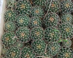 这花比绿萝好养100倍，老妈一年繁殖60盆，多到家里堆不下！