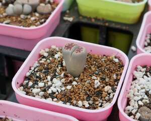 盆里种盆“小屁股”，颗颗颜色不一样，摸起来太有感觉了…