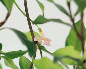 风车茉莉冬天怎么养，能耐多少度的寒冷低温？