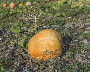 南瓜是凉性还是热性，食用南瓜有什么禁忌