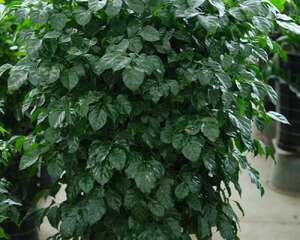 绿宝树怎么浇水