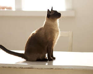 猫咪训练的四点要素