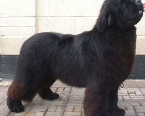 纽芬兰犬的饲养要点