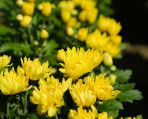 独本菊盆景制作方法