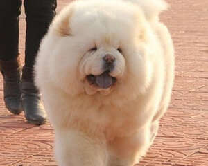 如何安排松狮犬每日锻炼