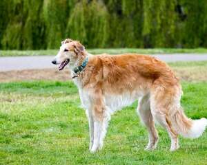 苏俄猎狼犬的护理知识