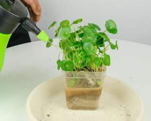 铜钱草水培可以养鱼吗，什么水培植物可以养鱼