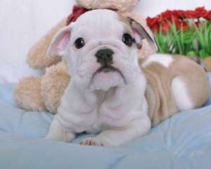 新手养狗需要注意哪些问题 教你五招