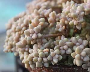 姬秋丽Graptopetalum ‘Mirinae’