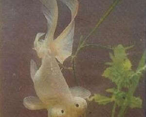 银朝天龙的外形特点