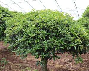 桂花不开花的解决方法