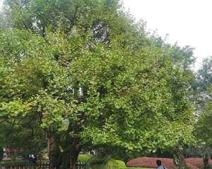 银杏的盆景观赏作用