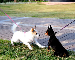 如何防止两狗相遇时打架