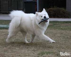 容易被骗走的几种狗狗，你养了吗？