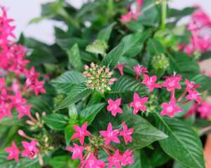 五星花怎么种