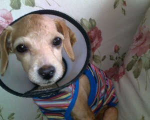 狗狗眼部外伤的处理方法