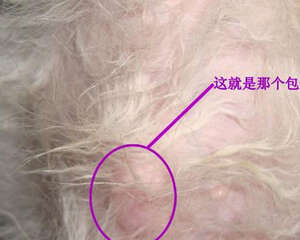狗狗身上起包的原因有哪些