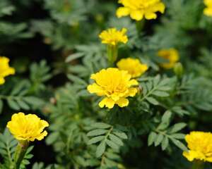 孔雀草什么时候播种，种植距离是多少