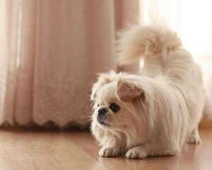 京巴犬能活多久？