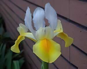 荷蘭鳶尾的栽培管理(图)