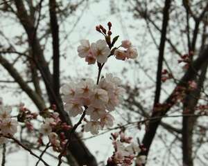 樱花不开花怎么办