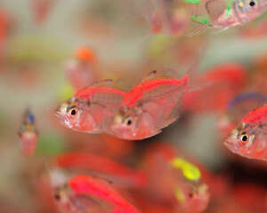 观赏鱼白皮病介绍