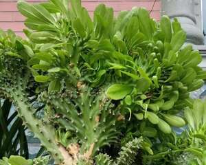 防盗窗边养盆它，镇宅又护家，养的越久越气派！