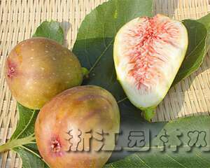 盆栽无花果（图）