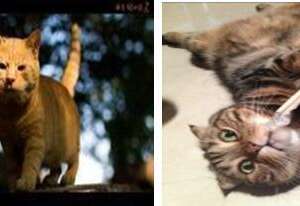 猫头抬头障碍症的症状及治疗方法