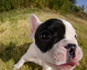 宠物狗最好少喂它喝矿泉水