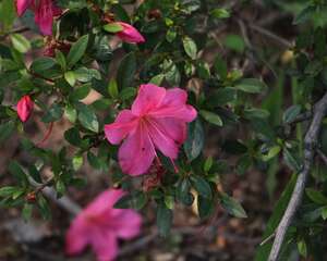 杜鹃花的家居摆放作用
