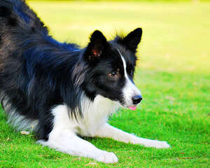 狗狗拔牙后的护理